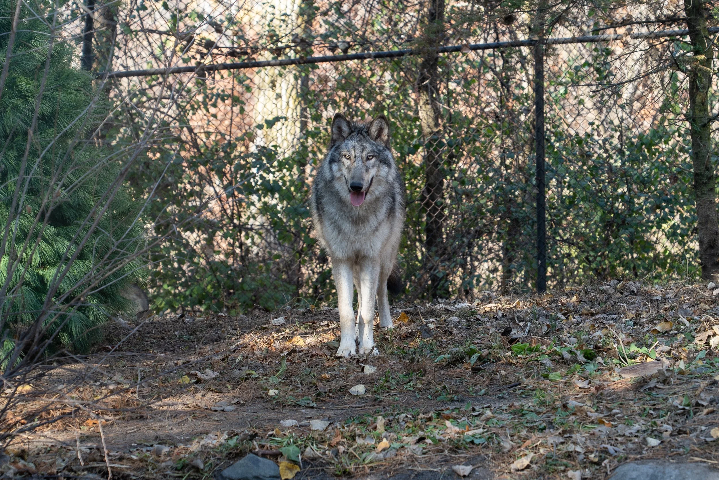 Wolf stands in their habitat at the Minnesota Zoo.