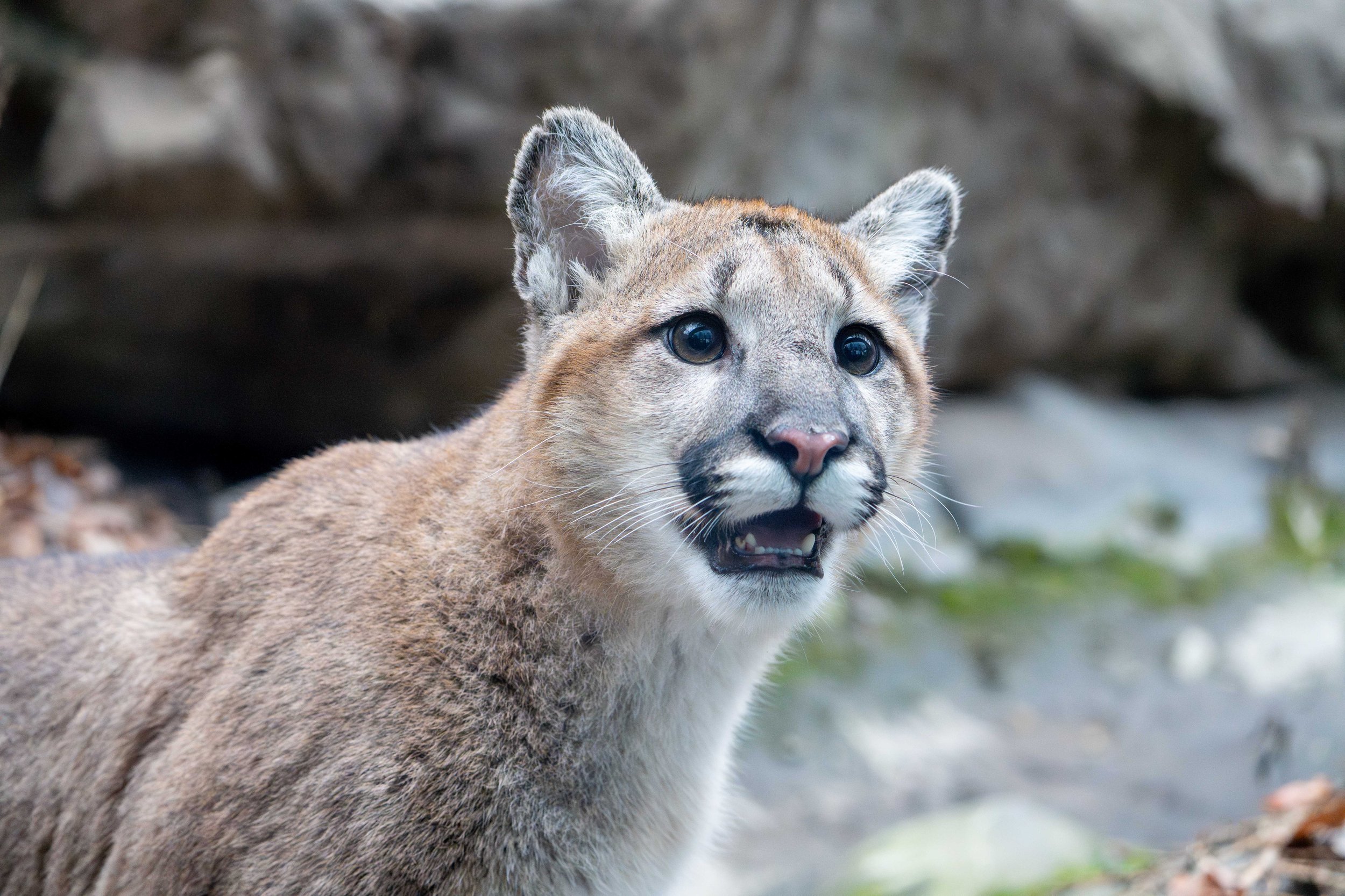 A Tale of Two Pumas
