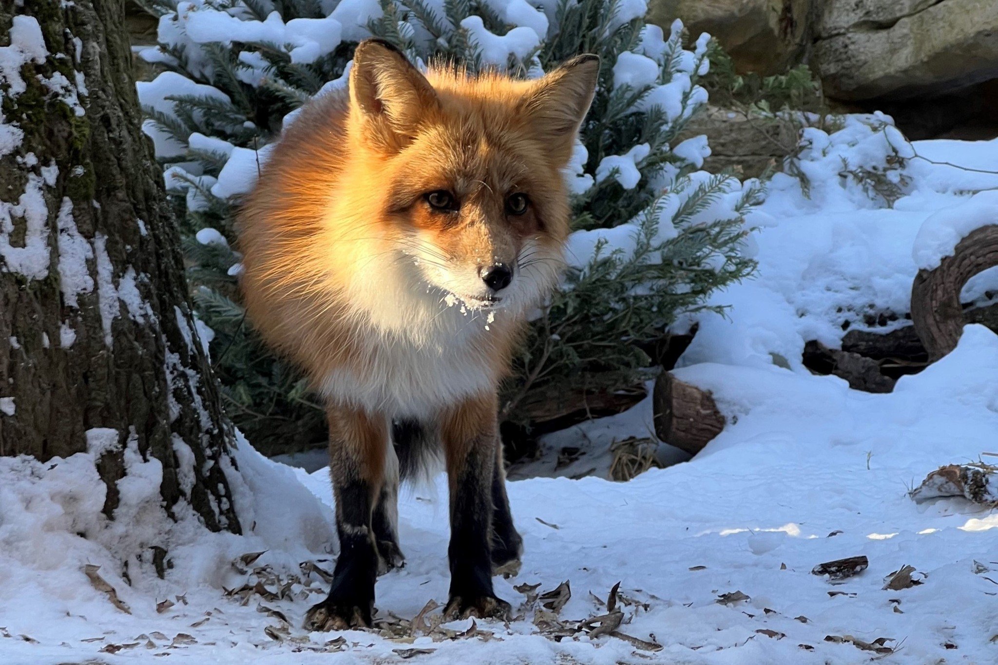 Taiga Finds Her Fur-ever Home