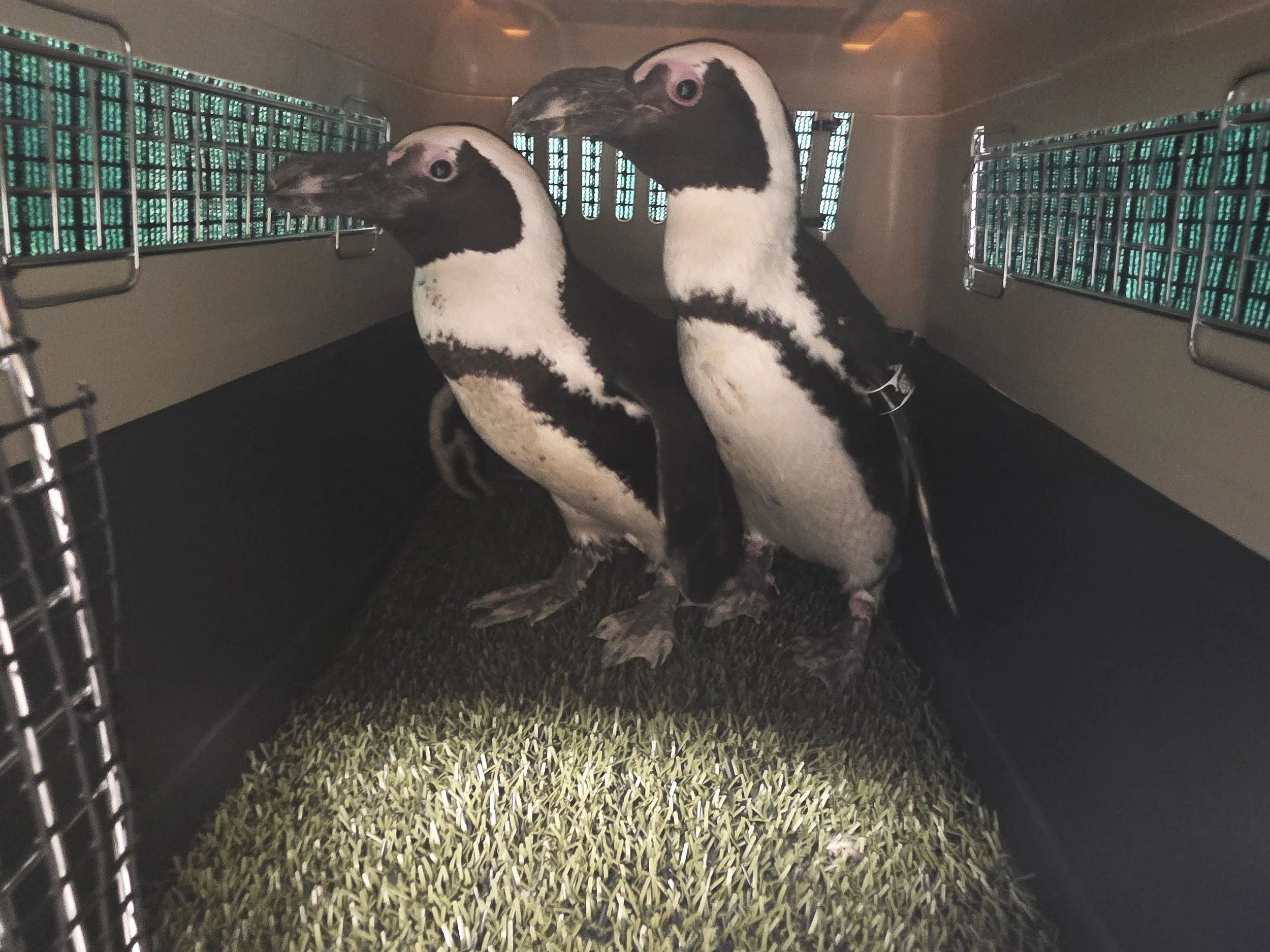 African Penguins Take to The Air