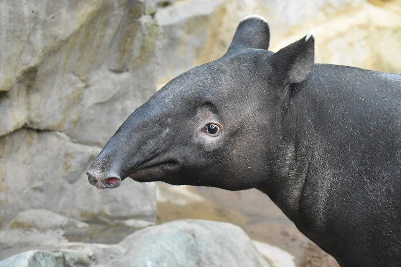 Malayan Tapir Ume Arrives at the Minnesota Zoo