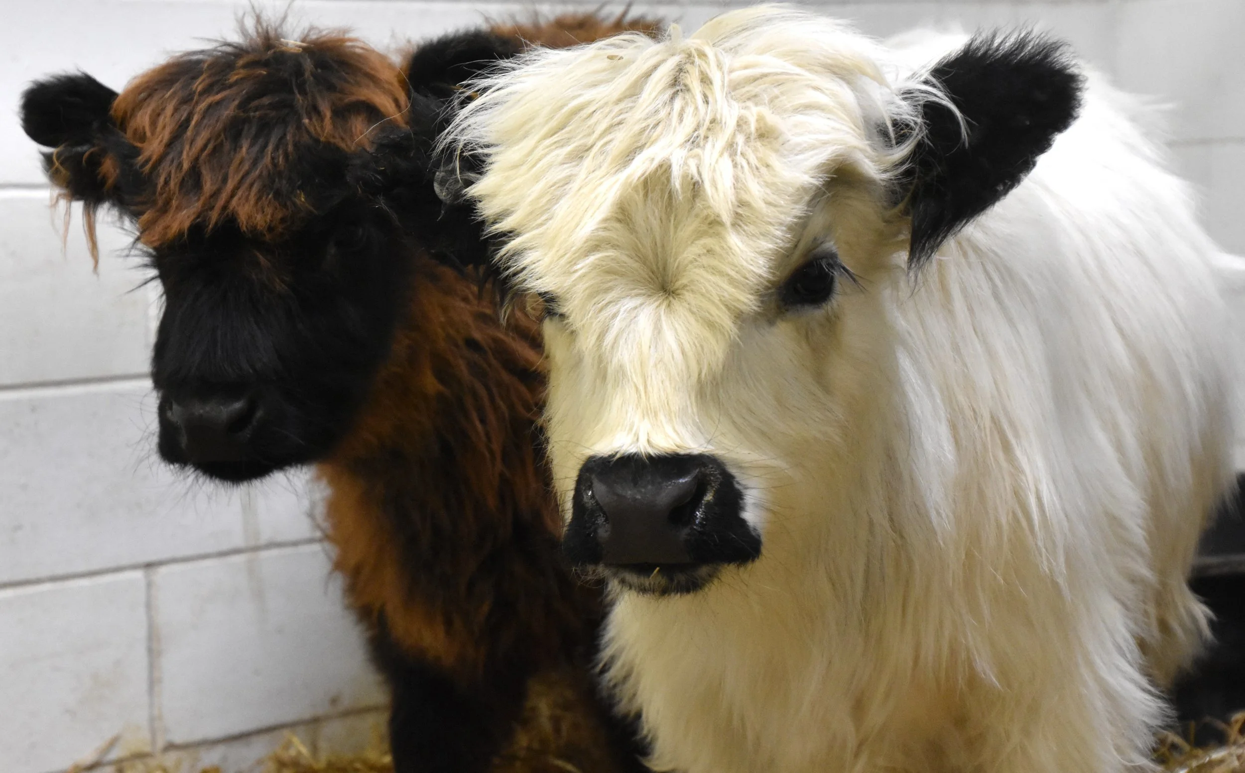 Two miniature highland cows look at the camera