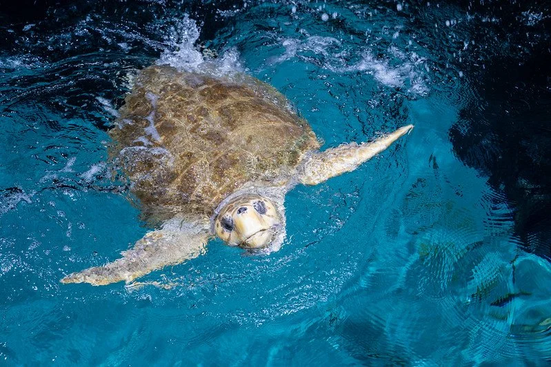 Rescued loggerhead sea turtle Snooki swims at the Minnesota Zoo.