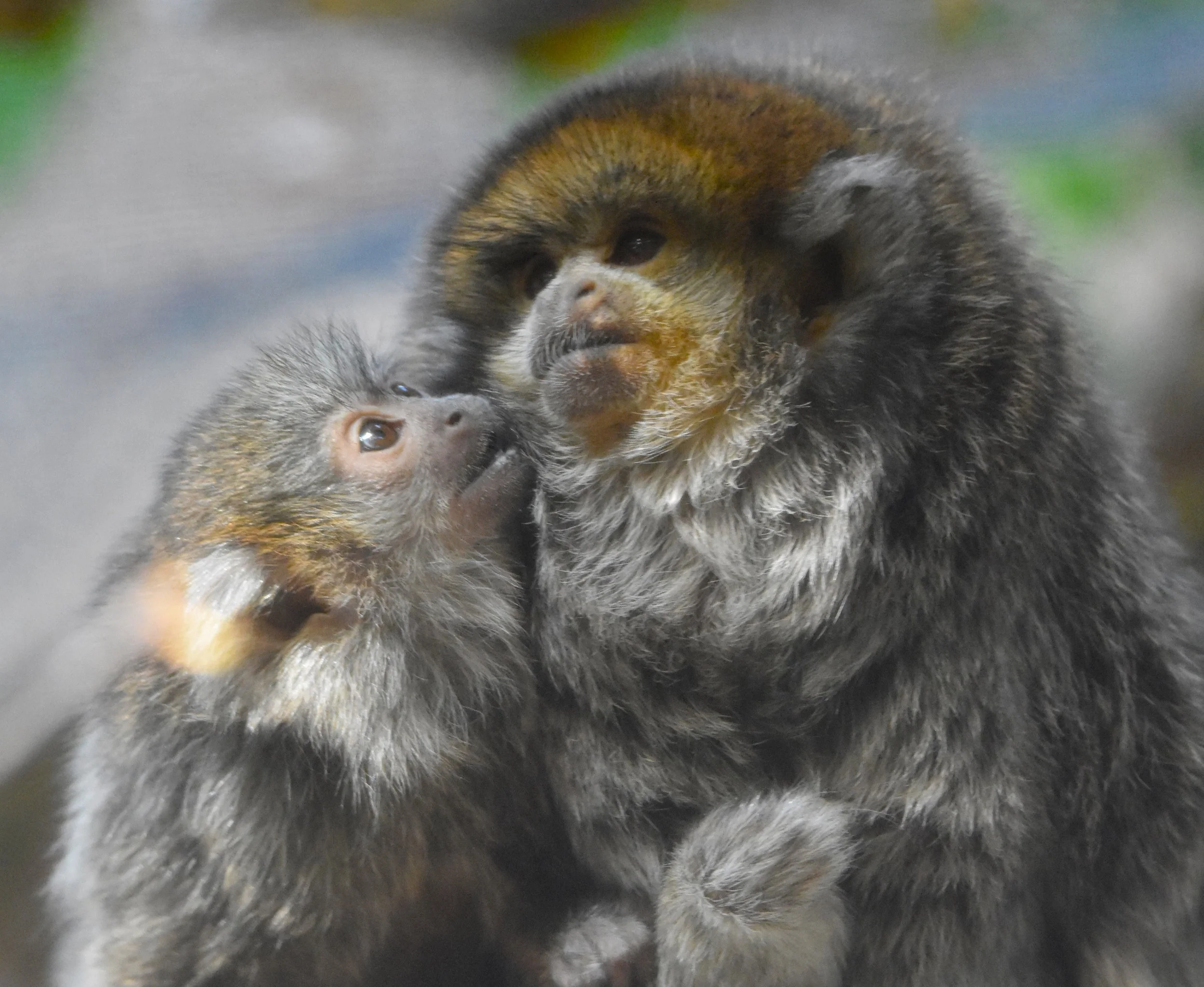 Titi monkey mother and baby Otono on habitat at the Minnesota Zoo.