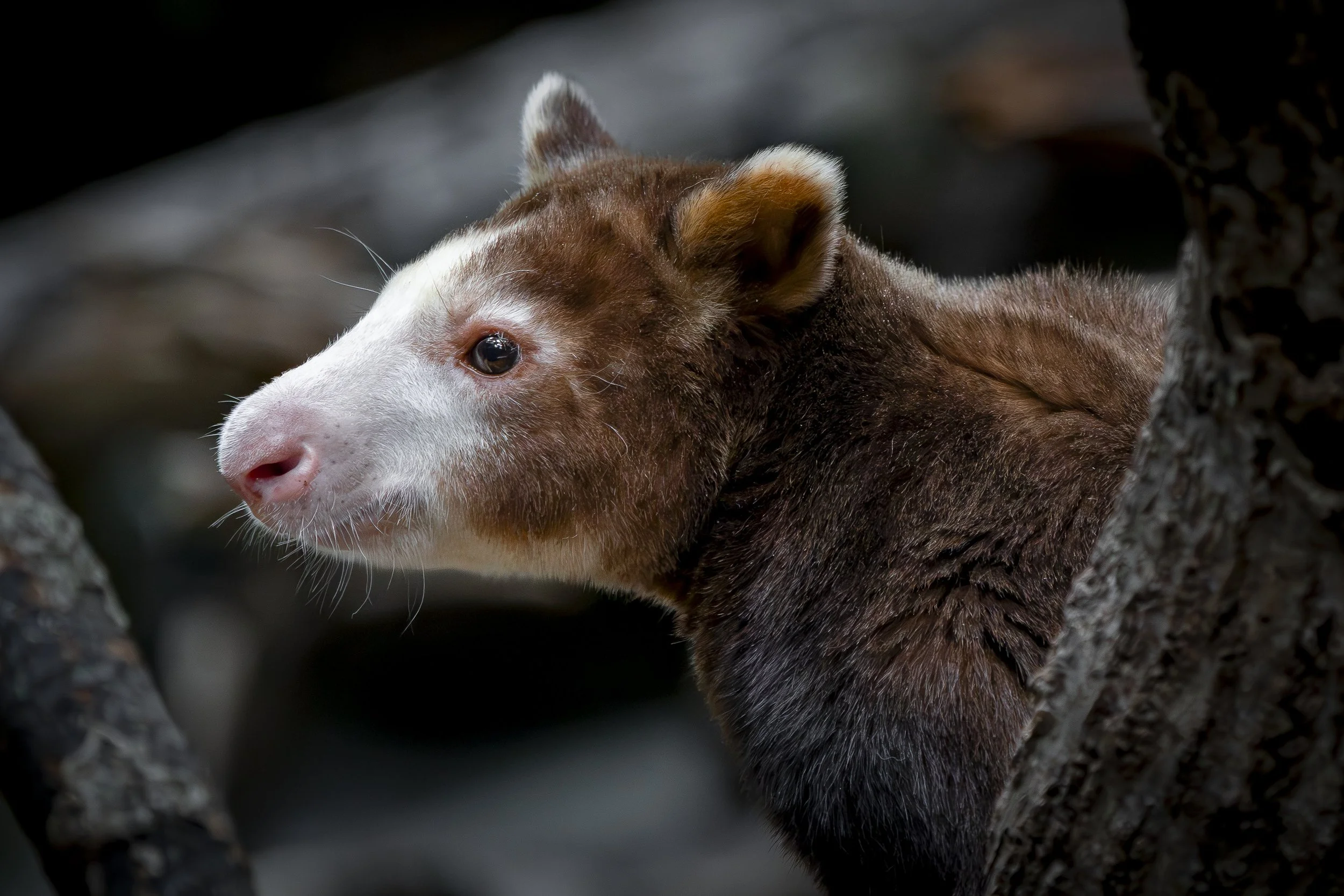 Tree Kangaroo Hewam at the Minnesota Zoo.
