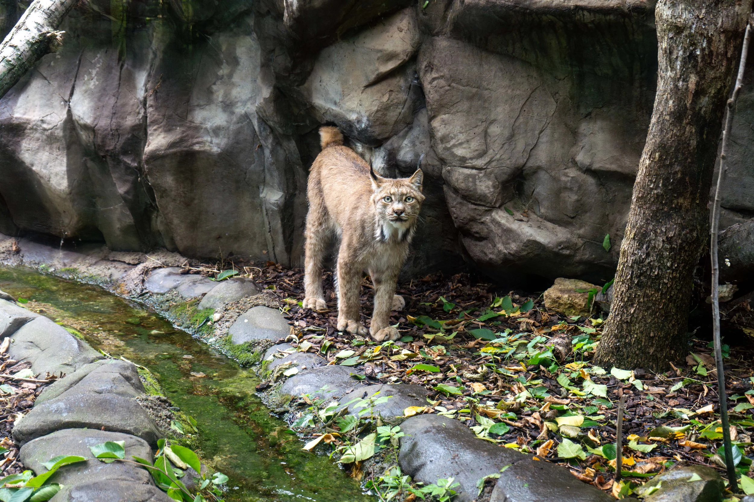 Lynx Torvi on habitat at the Minnesota Zoo.