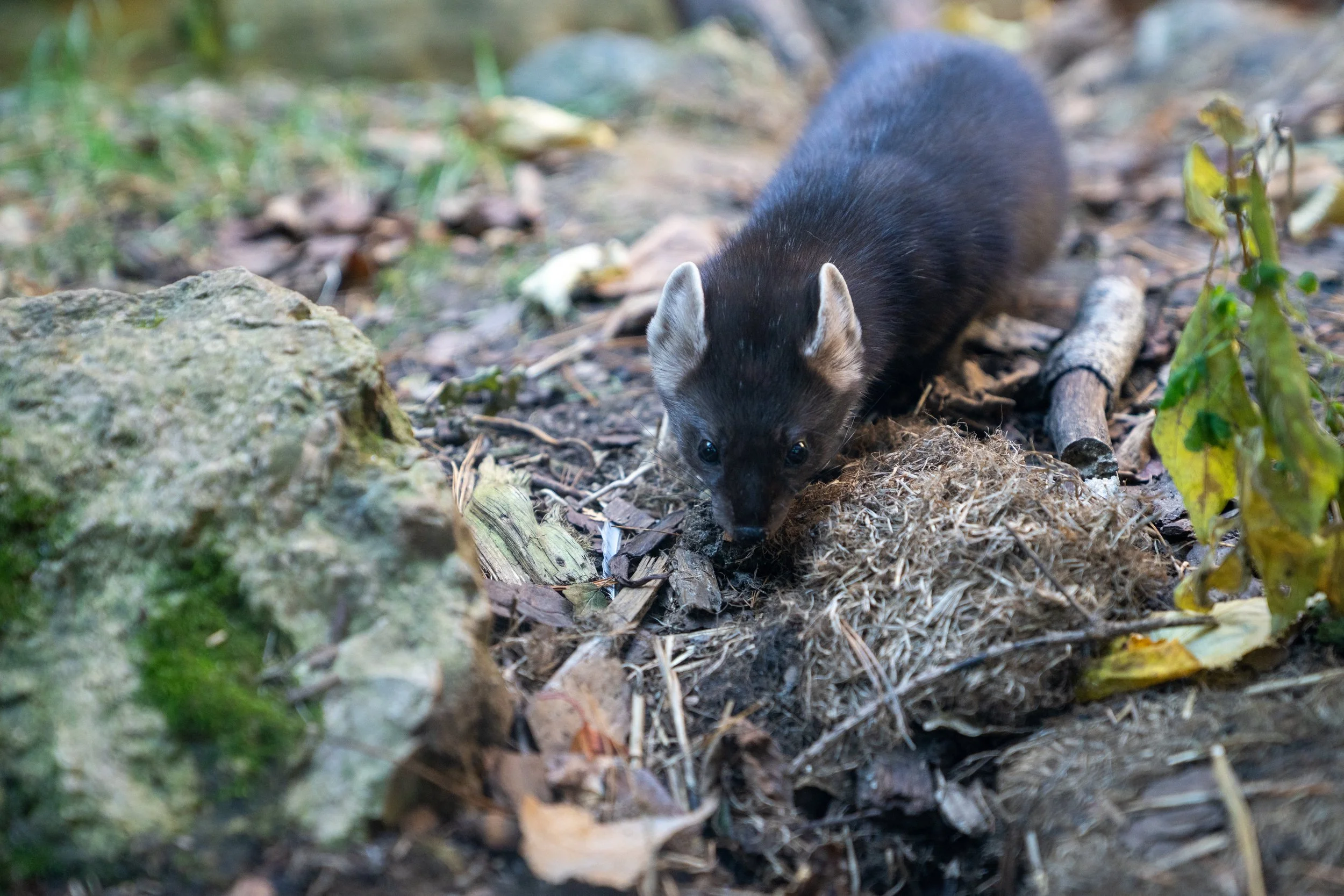 Pine marten Biff explores her new habitat at the Minnesota Zoo.