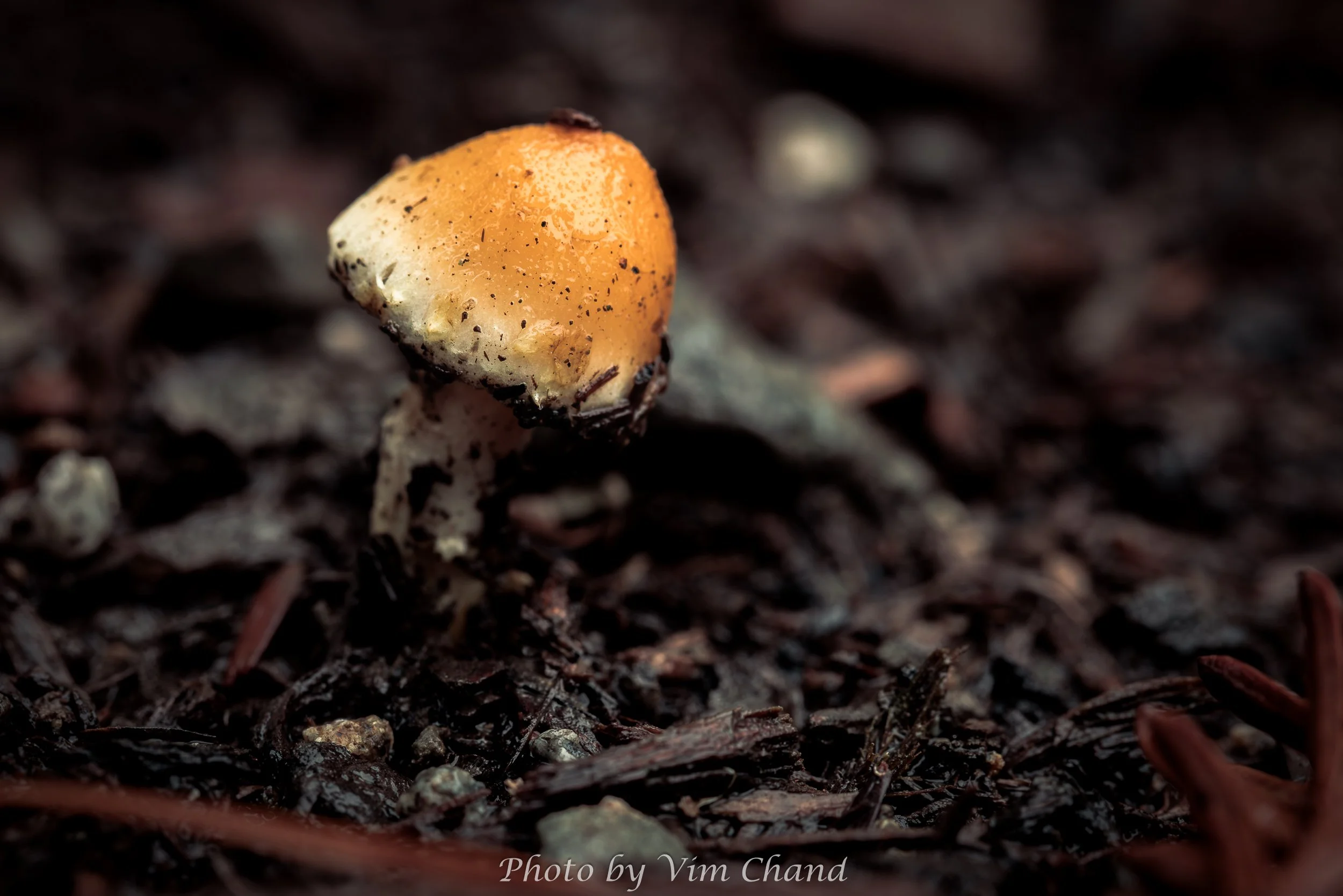 Mushroom-Macro__021726_0006.jpg