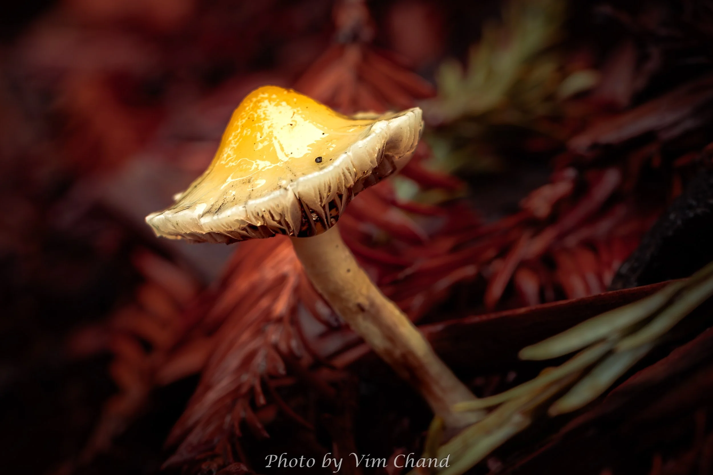 Mushroom-Macro__021726_0009.jpg