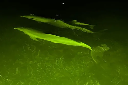 dolphins_night_still01.jpg