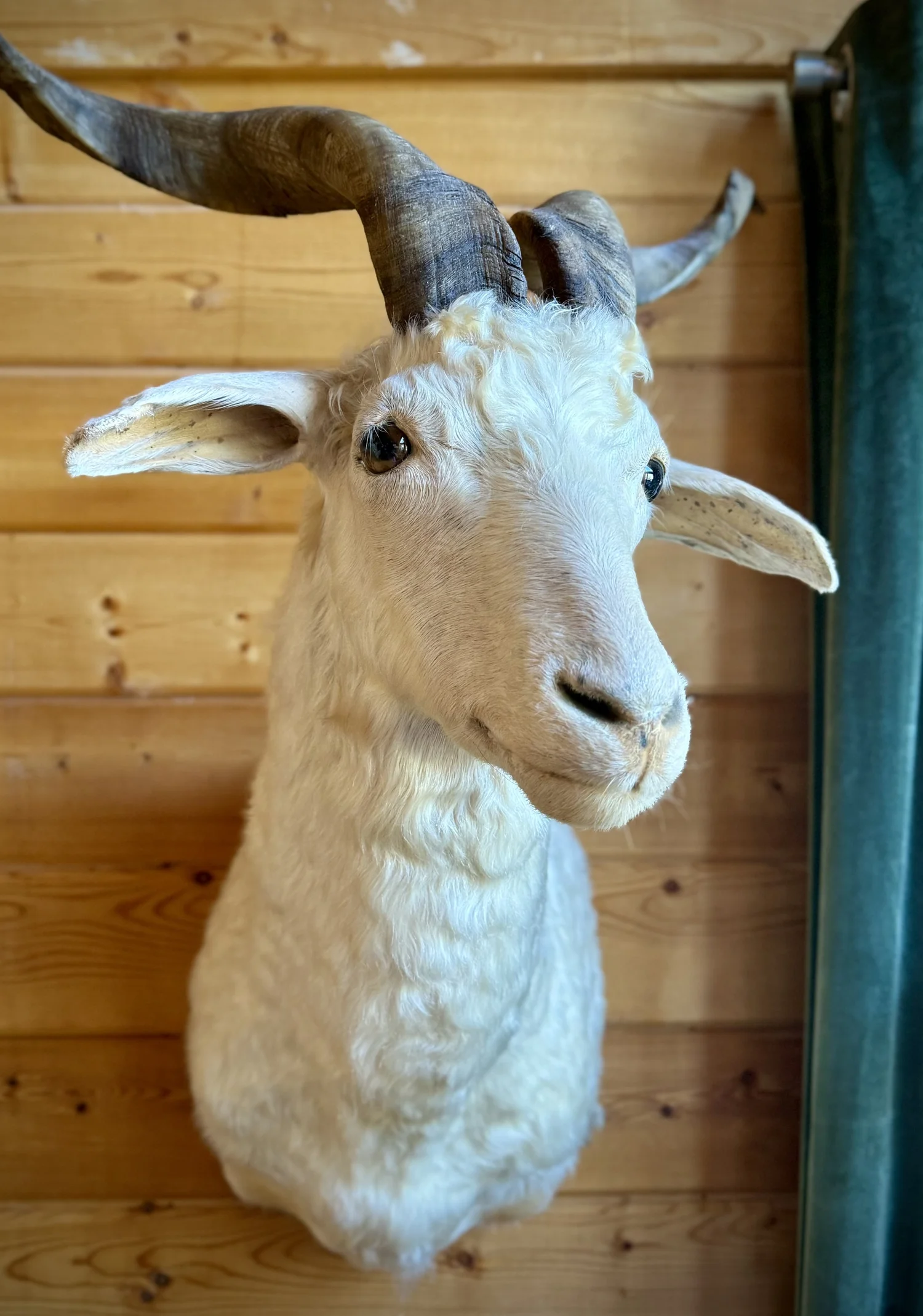 ツアー支給品 GOAT Tour Only 303SS Handstamped SHEEP & GOAT HALTER W SNAP LEAD - Sullivan Supply