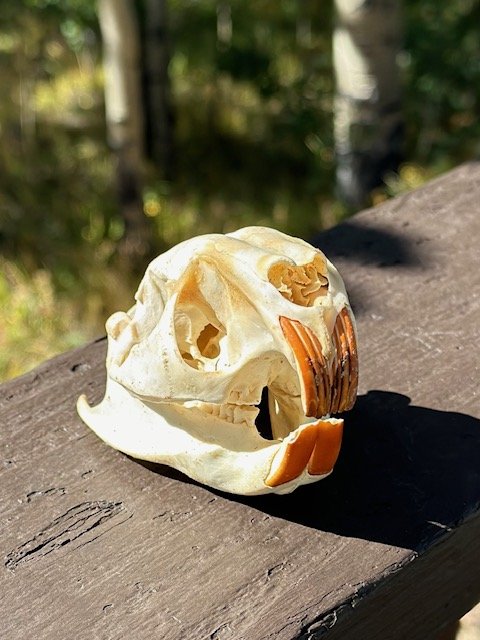 African Cane Rat Skull