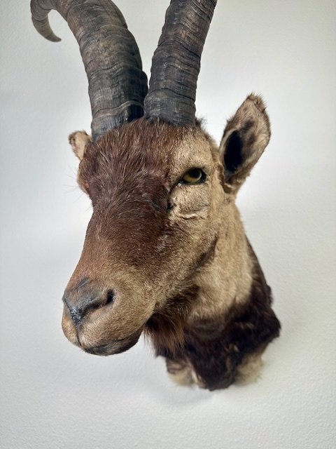 Ibex Shoulder Mount