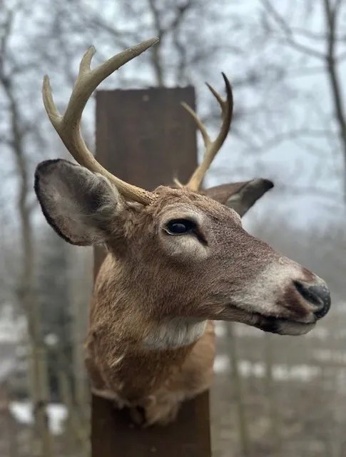 Whitetail Deer