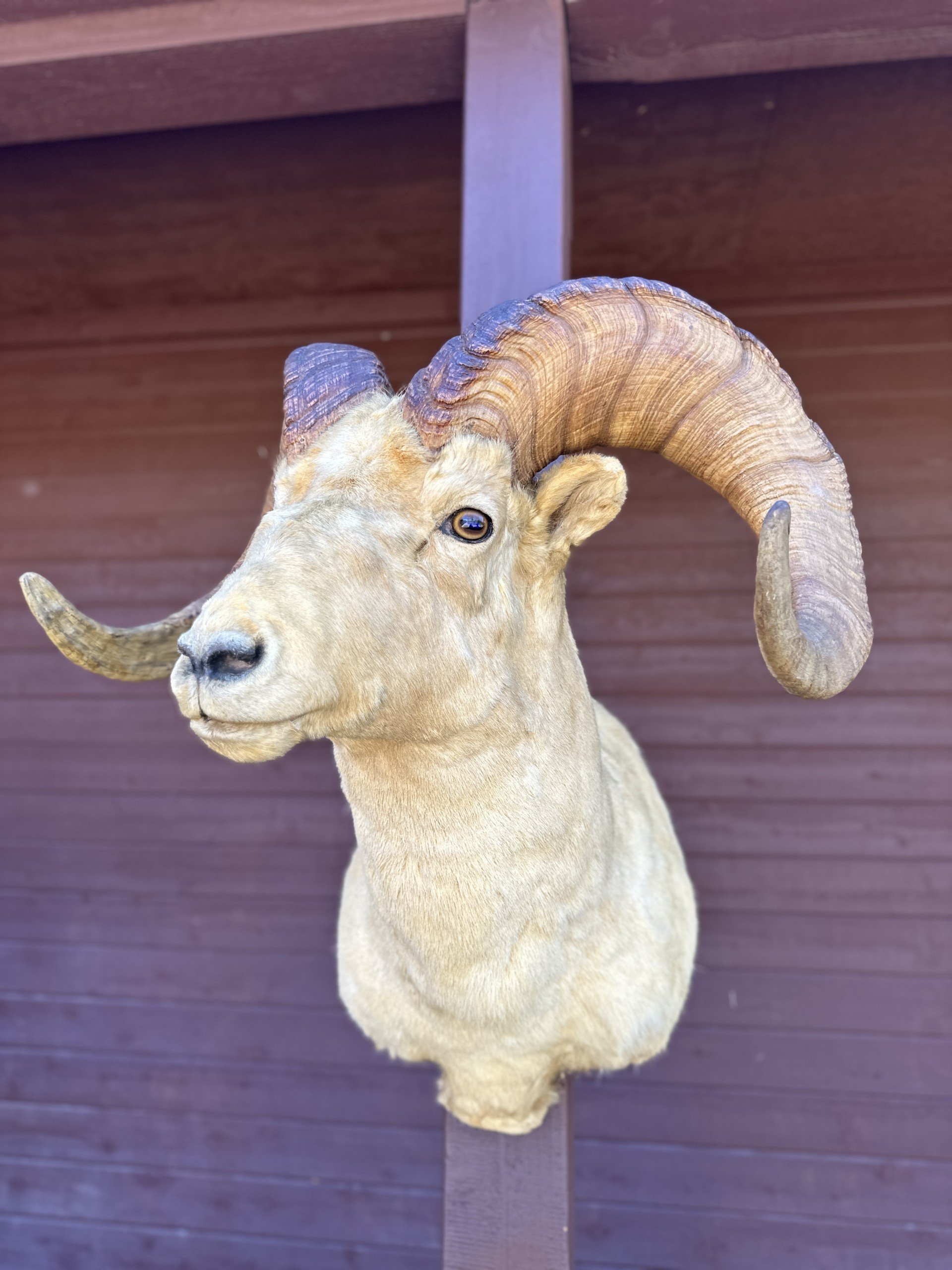 Alaskan Dall Sheep