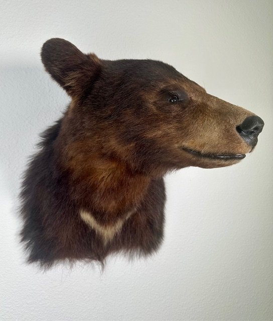 Black Bear Shoulder Mount