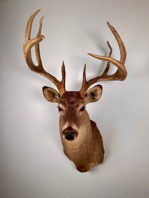 Whitetail Deer Shoulder Mount