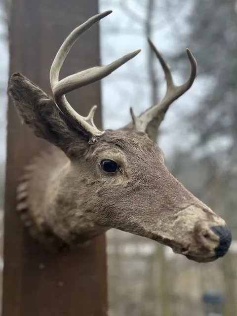 Vintage Whitetail Deer