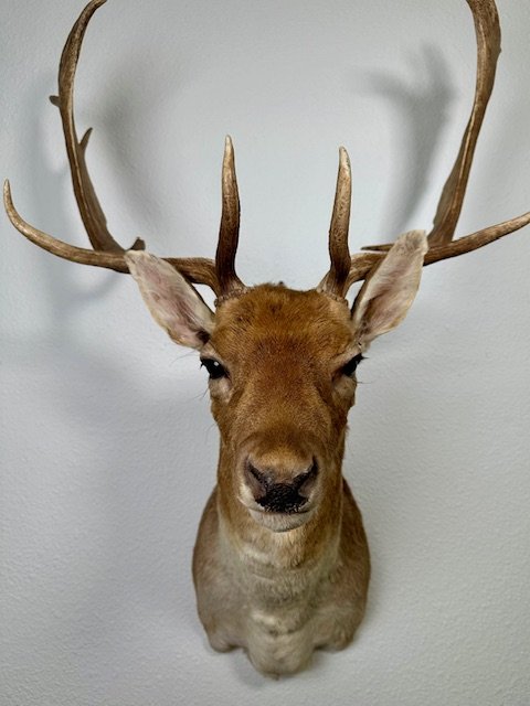 Spanish Fallow Deer