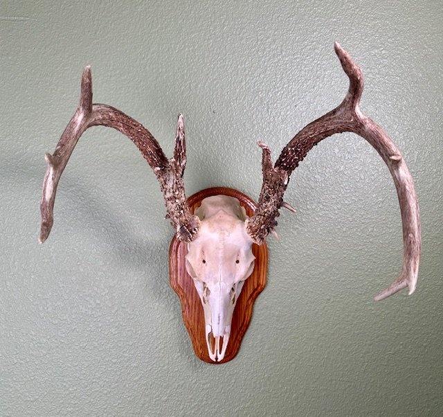 Buck European Mount
