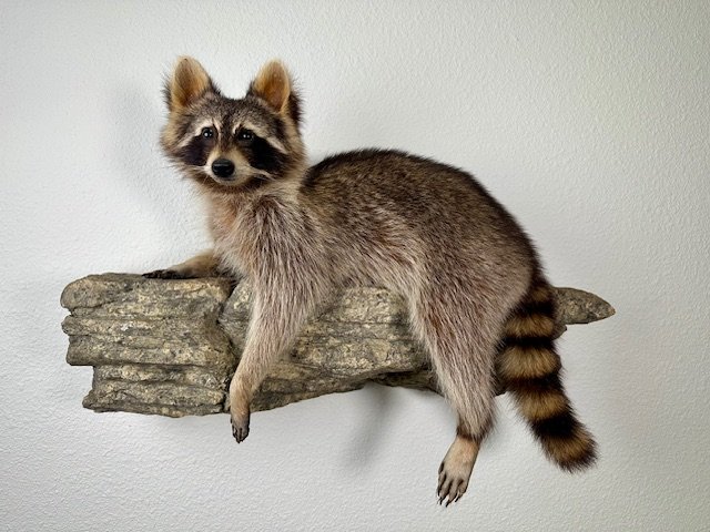 Raccoon on Faux Rock
