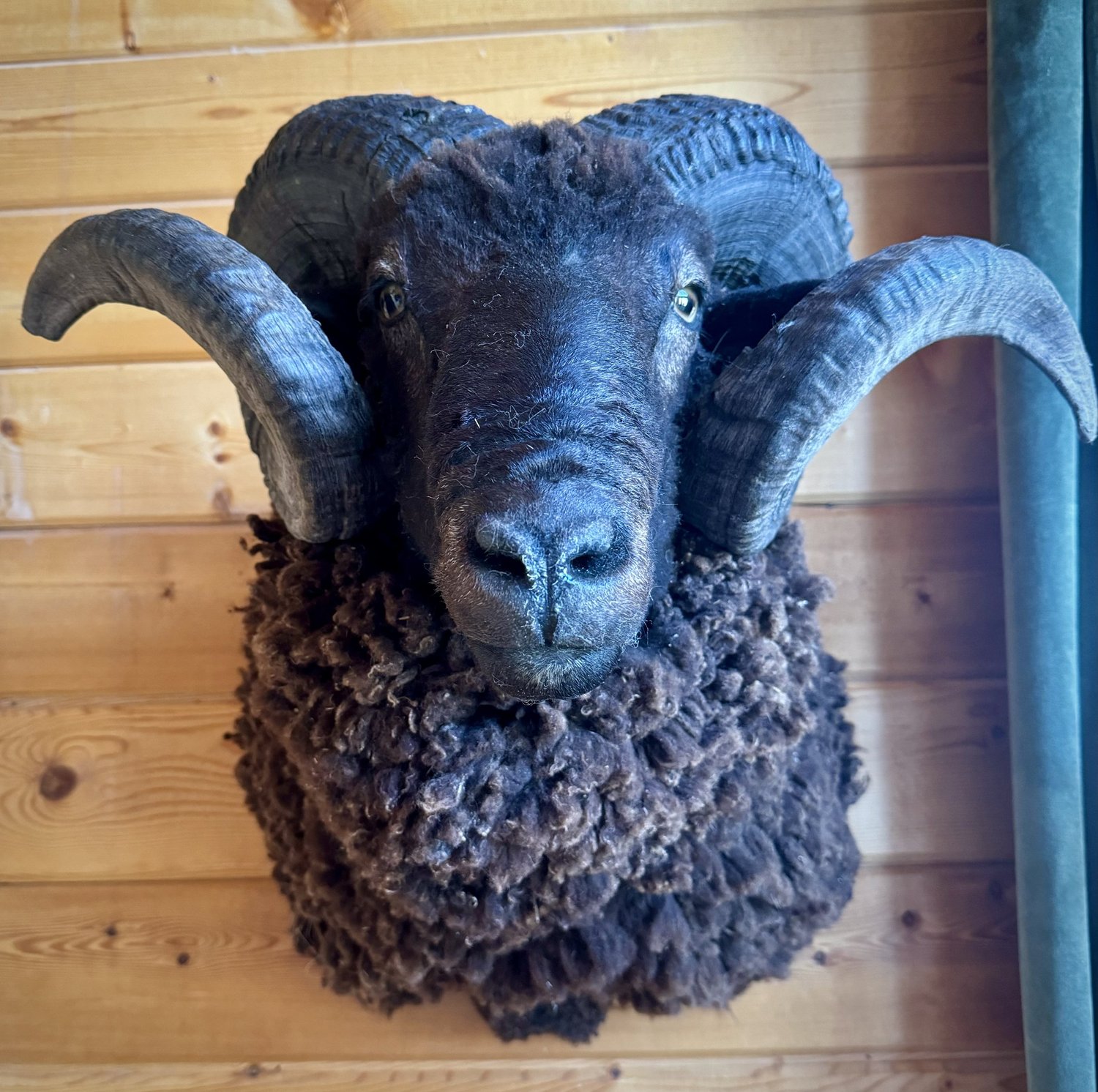 特撮 Sheep Toten Tiere Co. Taxidermy Exchange
