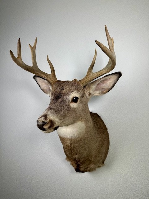 Whitetail Deer Shoulder Mount