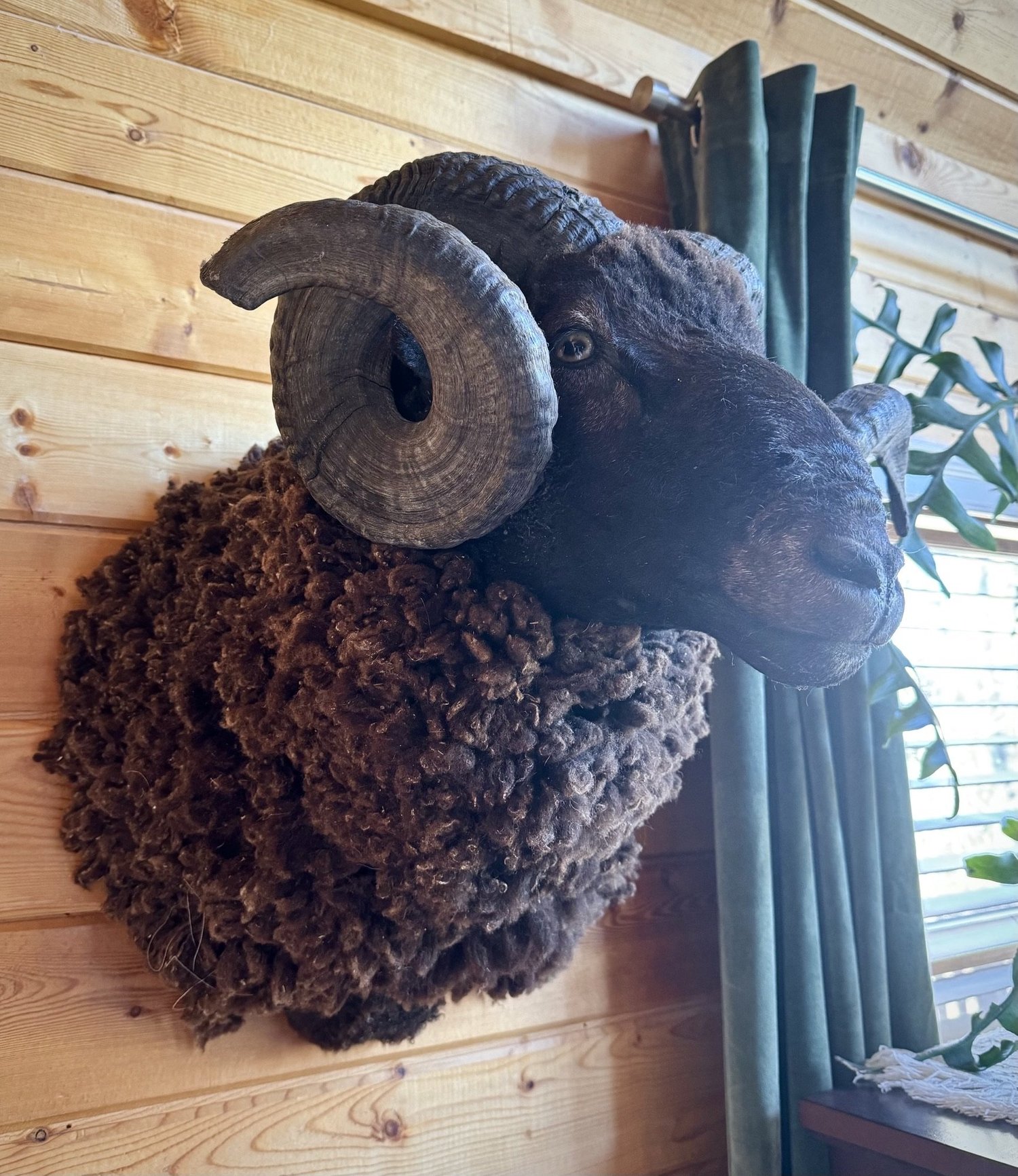 Toten Tiere Co. Taxidermy Exchange