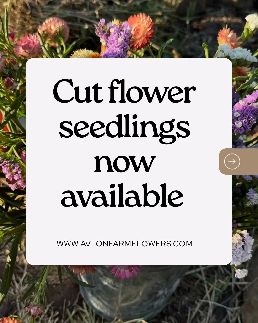 🌱 GROW YOUR OWN CUT FLOWERS 🌸

Premium cut flower seedlings are now available at Avlon Farm Flowers!

If you&rsquo;ve been dreaming of growing your own beautiful blooms but don&rsquo;t want to wait for seeds to get started, seedlings are the perfec