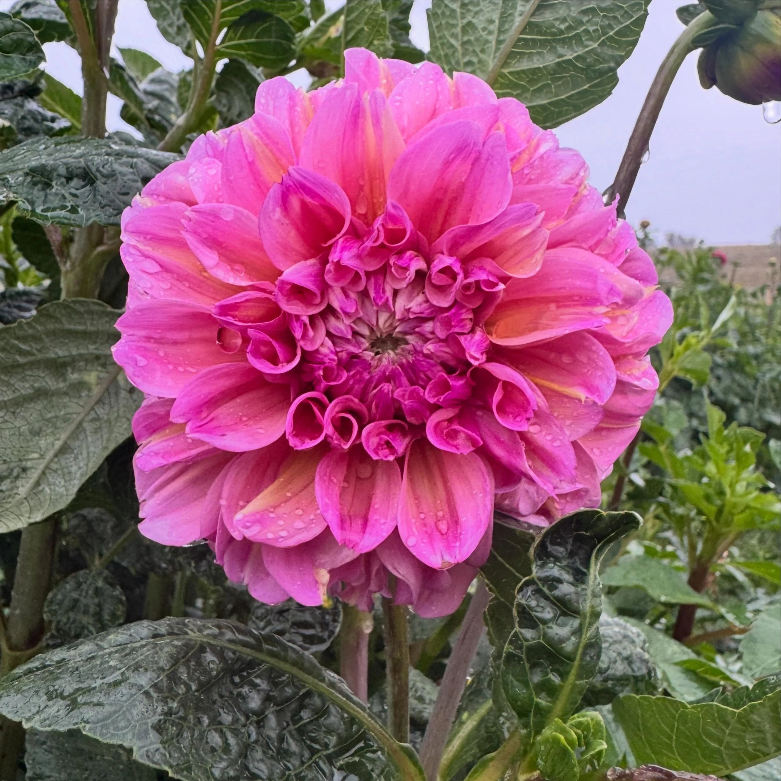 &lsquo;Avlon Josie&rsquo; 🌸

Introducing my second Avlon bred dahlia, &lsquo;Avlon Josie&rsquo;, named in honour of my beautiful Grandma Josie, who we sadly lost last week.

Josie lived an extraordinary life, reaching the incredible age of 101. I fe