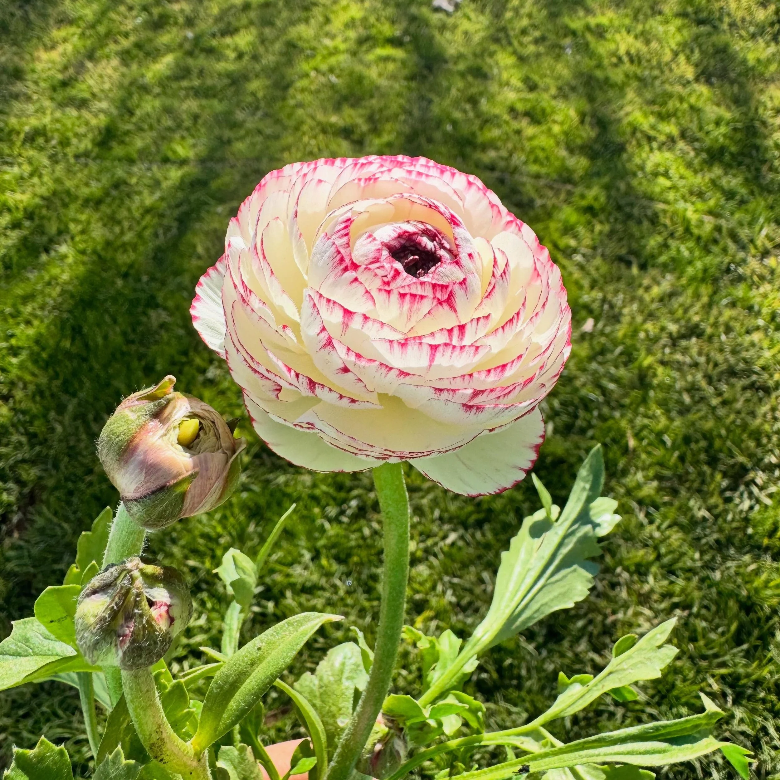 The first ranunculus of the season had bloomed 🤩