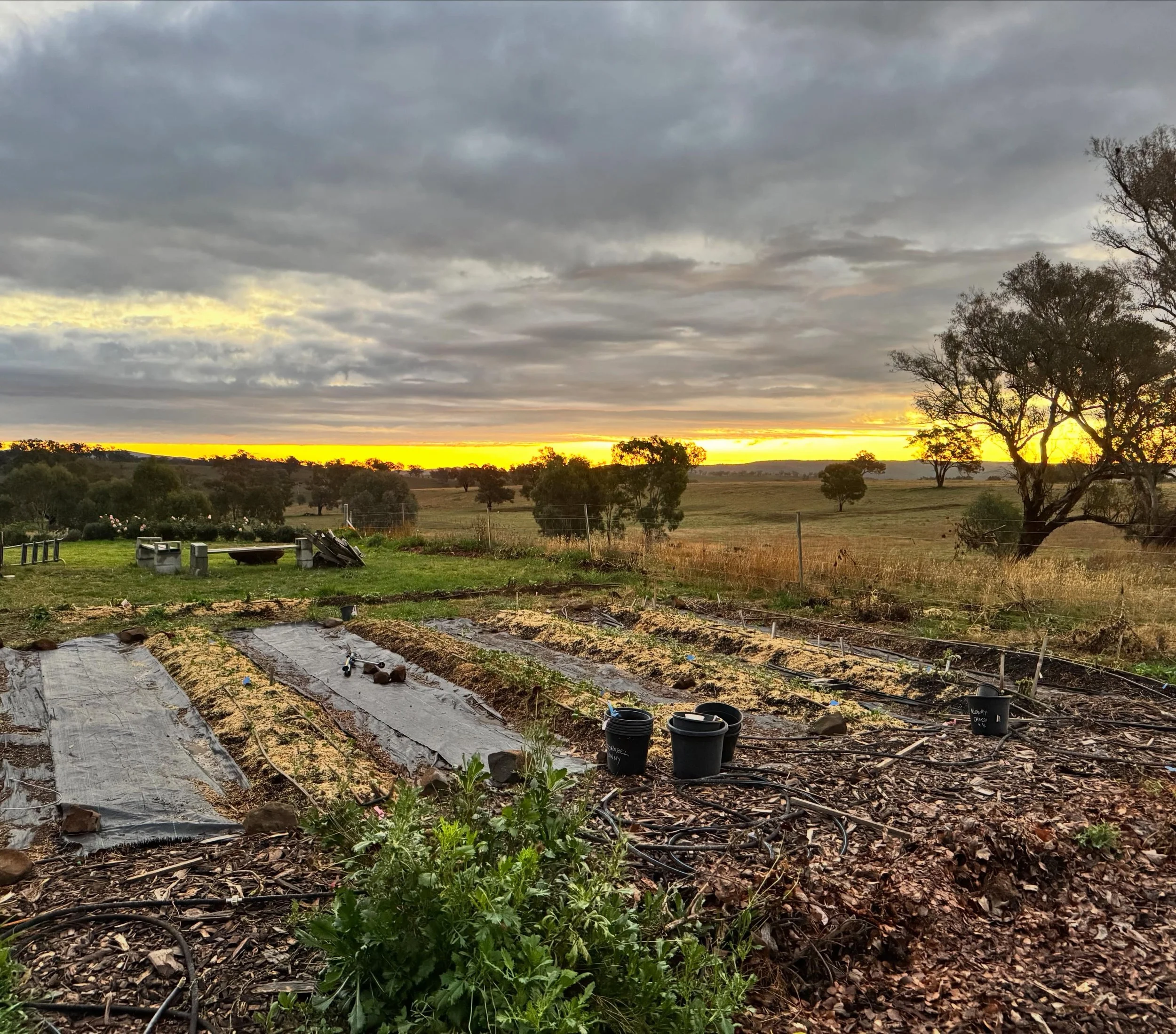 Sunset over the soaked ranuncs 🙌