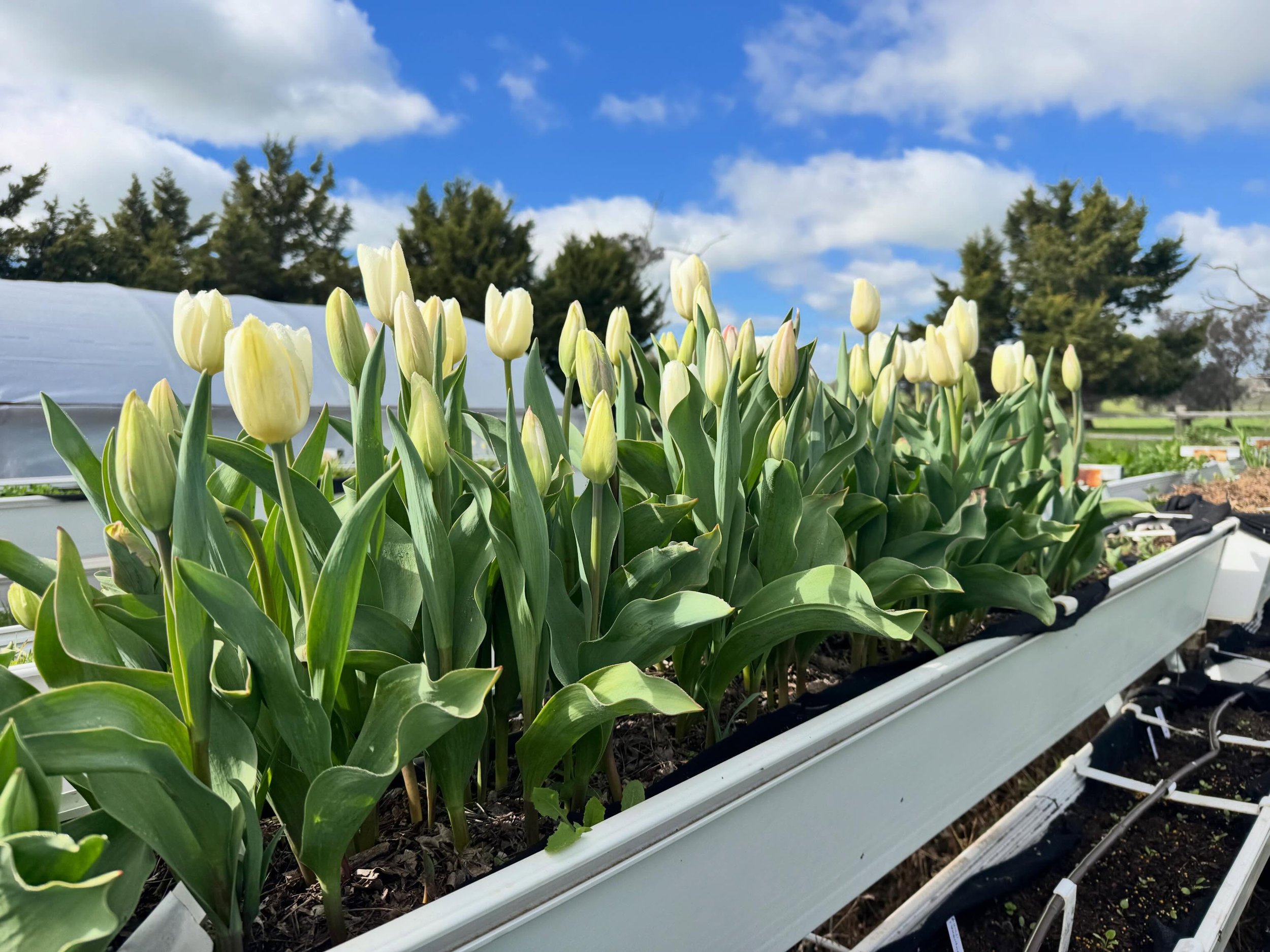 Cracking day for picking tulips 🌷. These beauties now waiting for you at @edellenflowers in Canowindra 

#tulips #springbulbsablooming #whitetulips #locallygrown #centralwestnsw