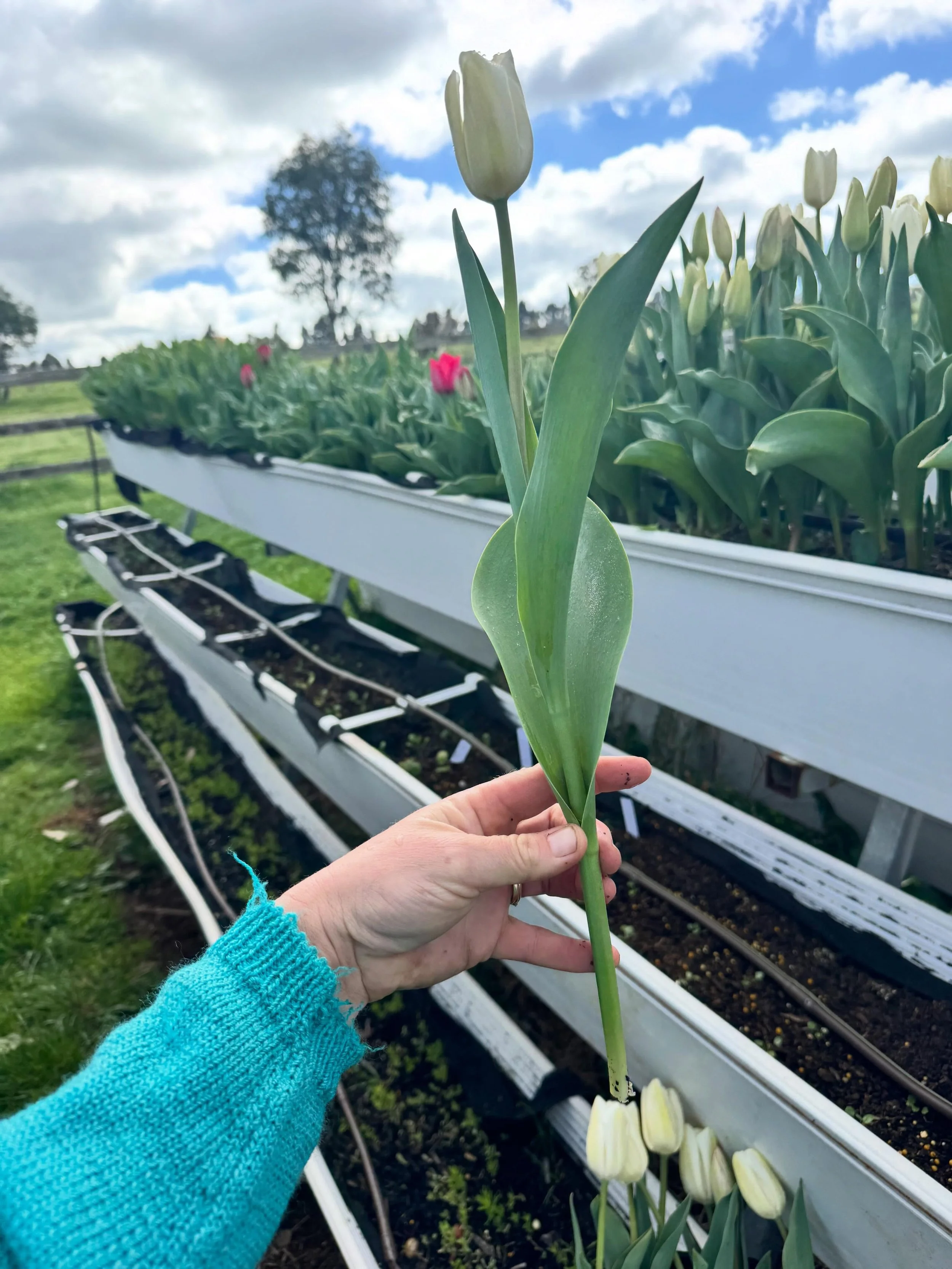 Ah yep&hellip; extremely happy with the stem length on these tulips! 

#tulips #stemlengthgoals #whitetulips #growingspringflowers #springbulbs