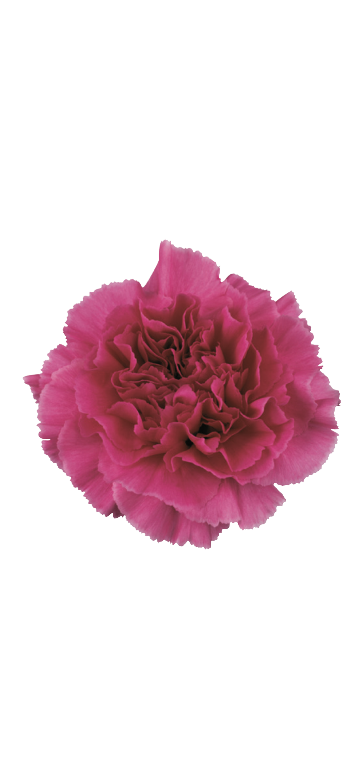 Carnation ‘Farida’ - cut flower seedling
