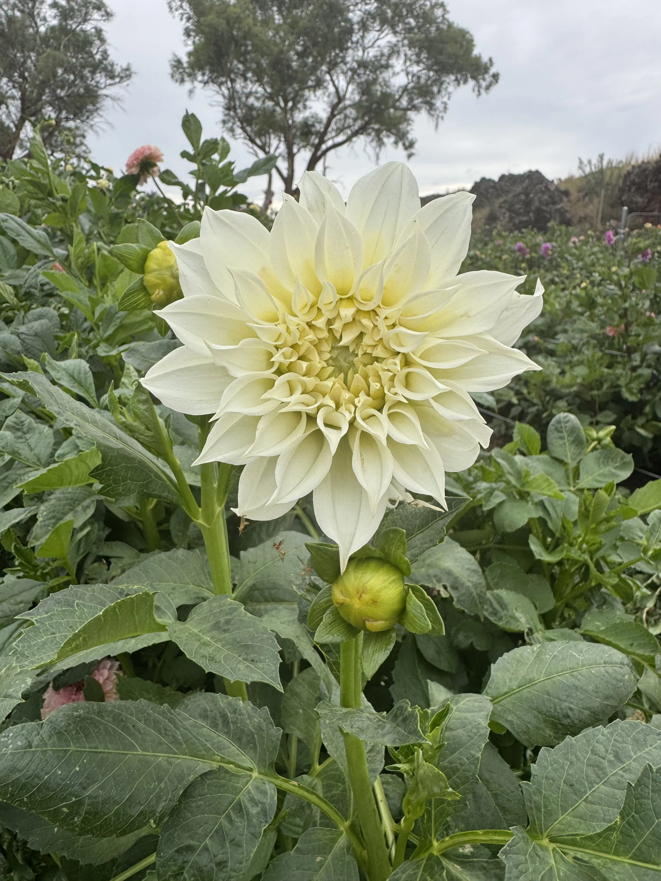 Florelie Whipped Cream