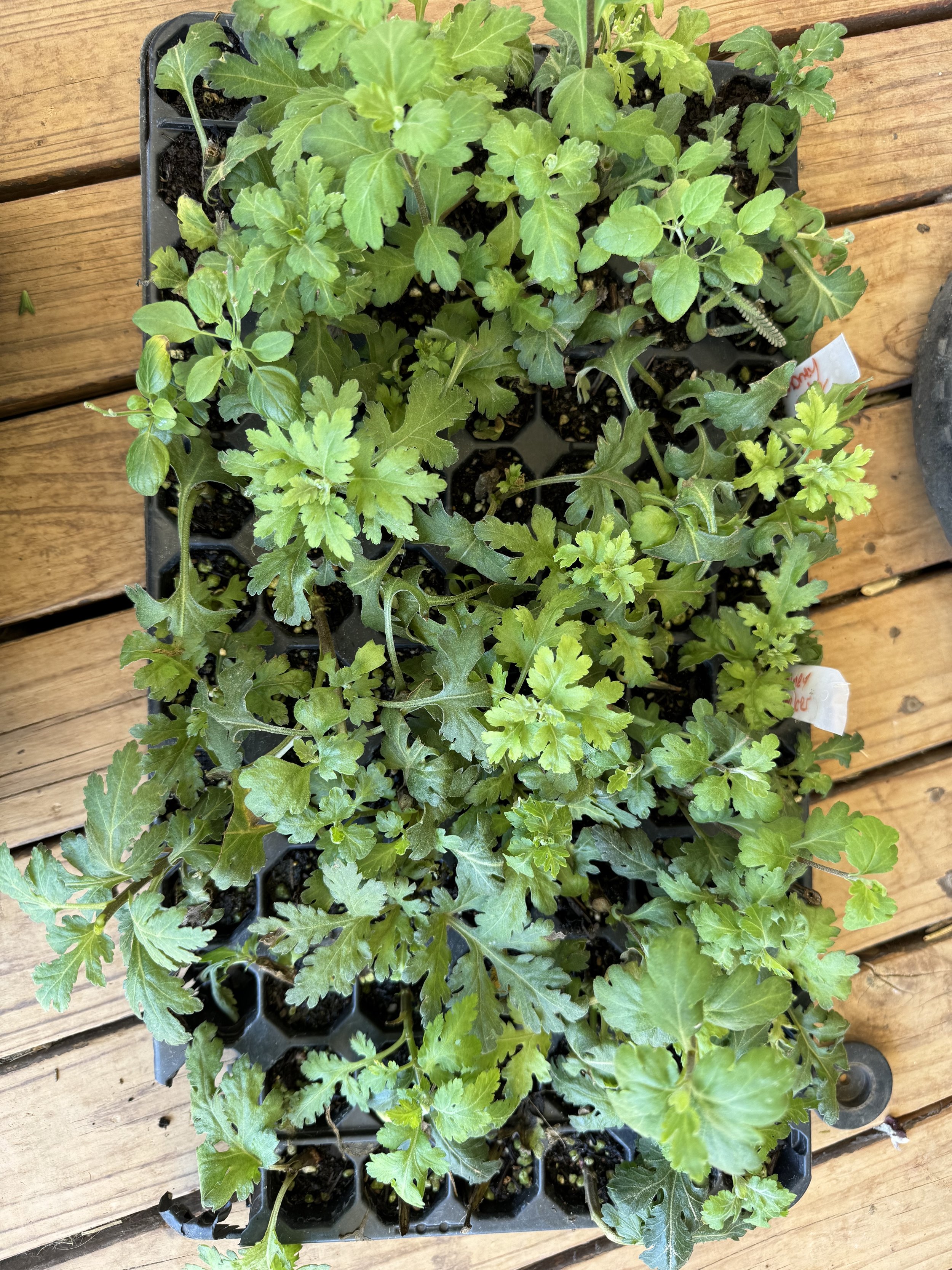 Mystery chrysanthemus.jpg