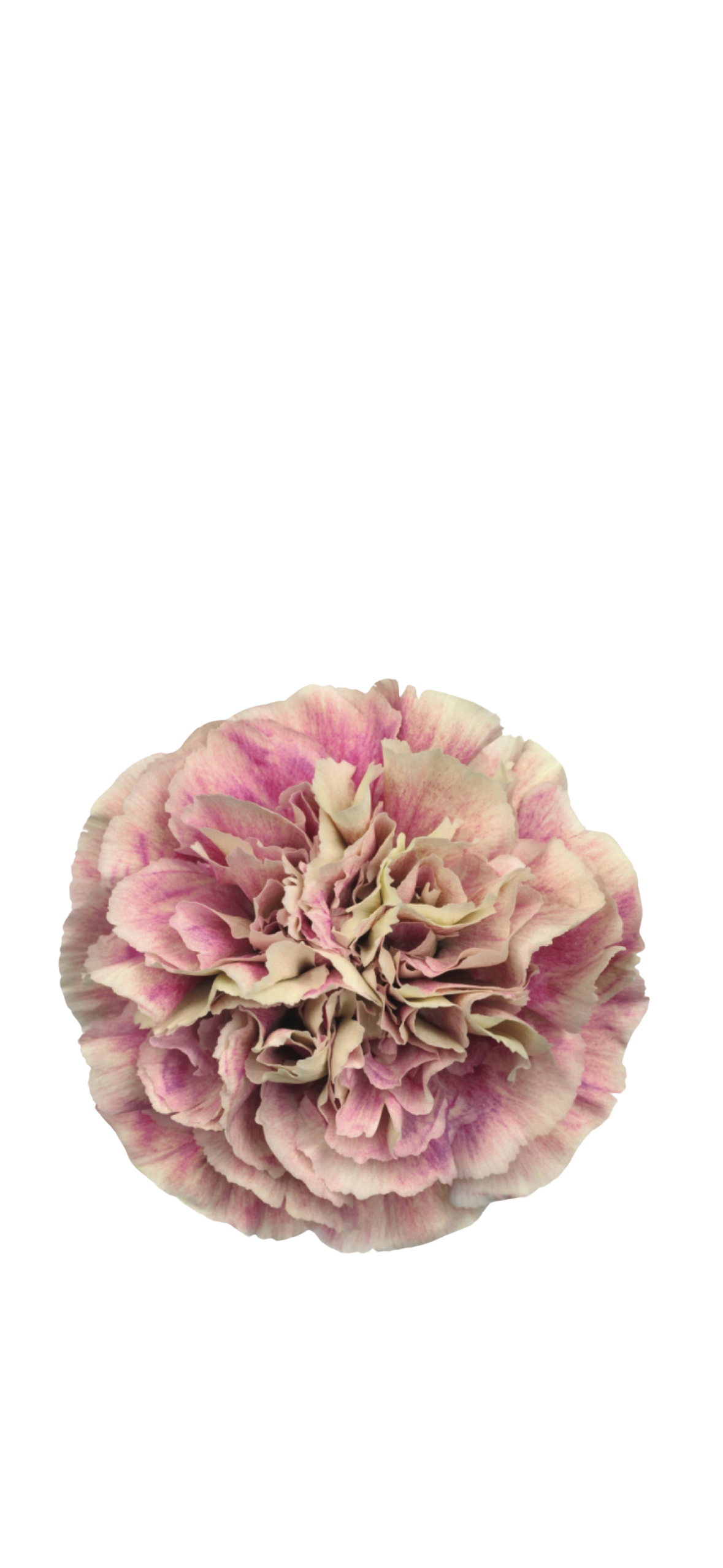 Carnation ‘Antigua’ - cut flower seedling