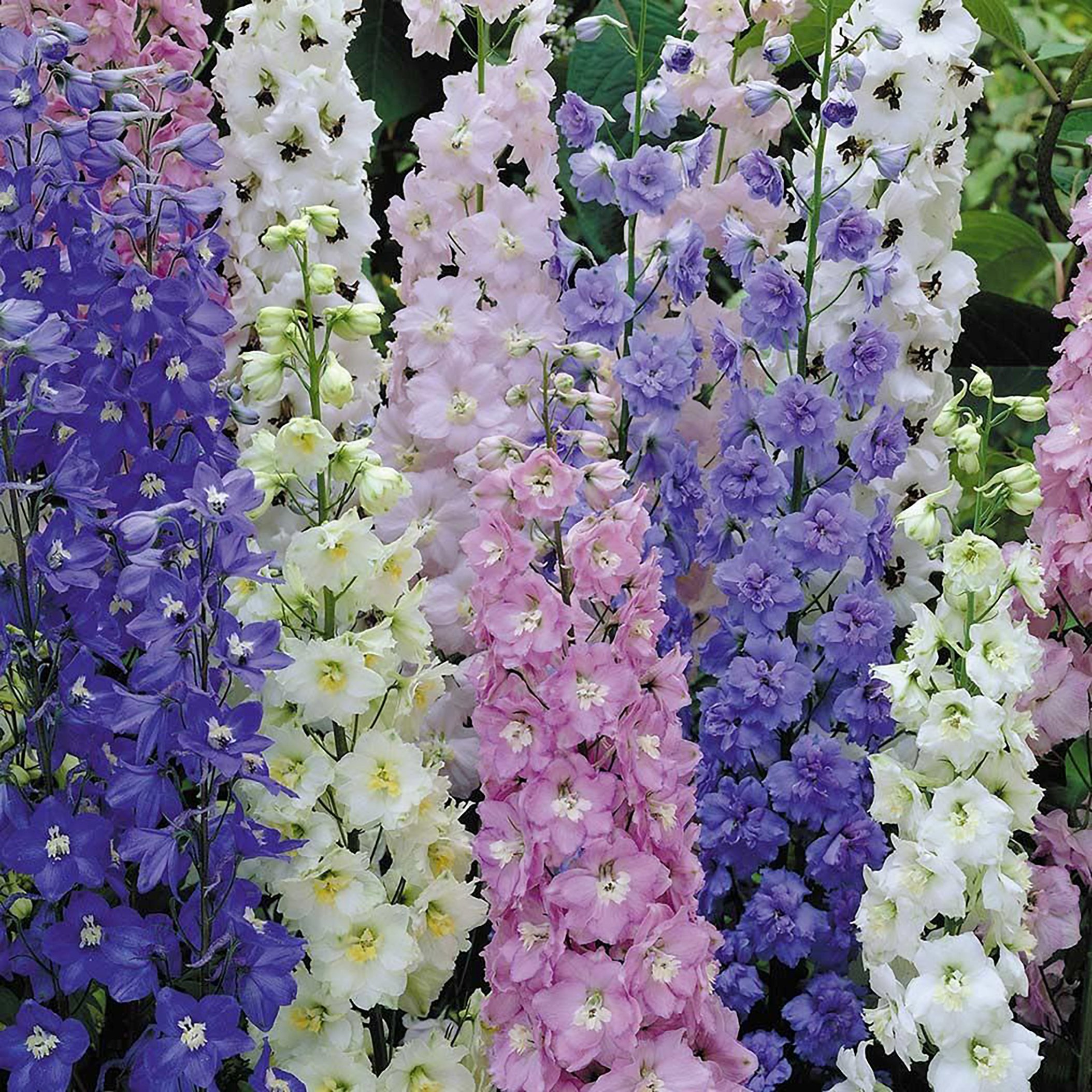 Delphinium Pacific Giants Mix  - premium cut flower seedling