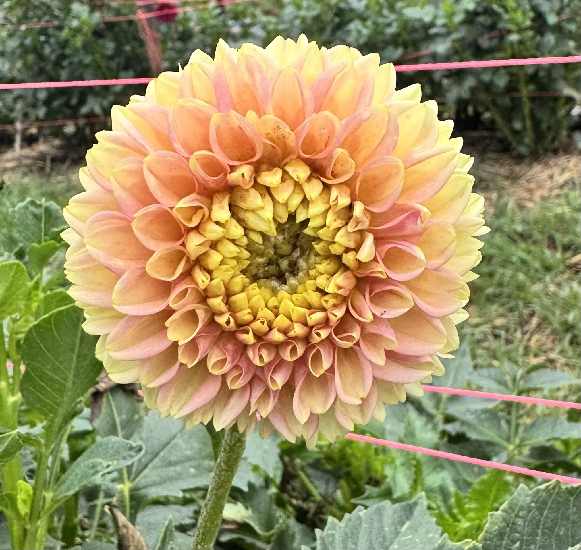 Alfie’s Marigold