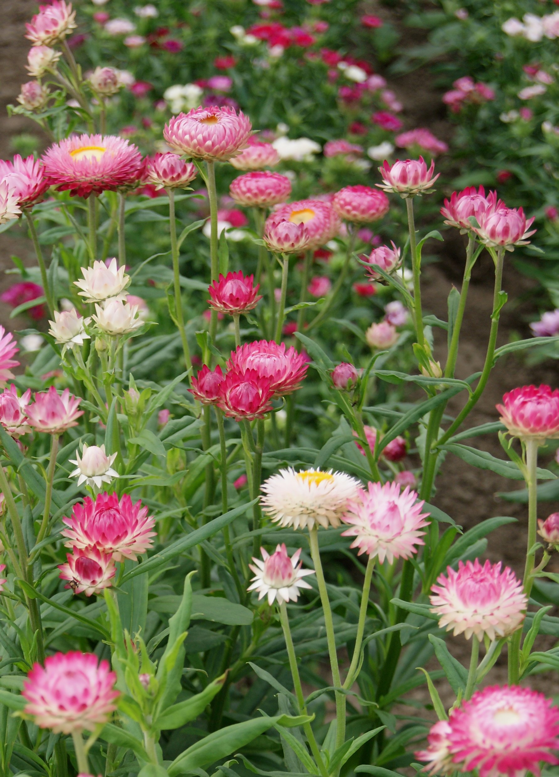 Strawflower - Bright Rose