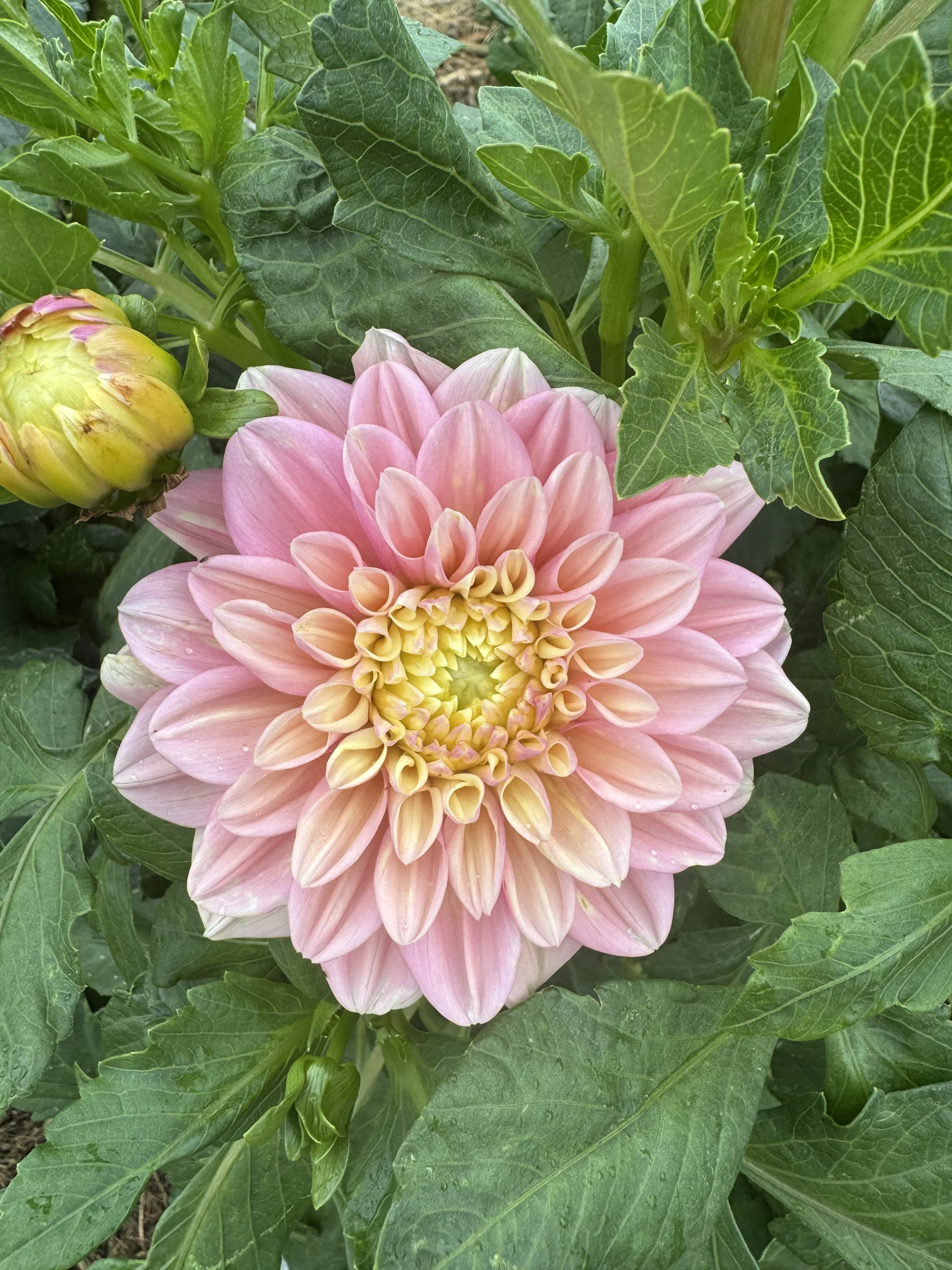 Florelie Kindness