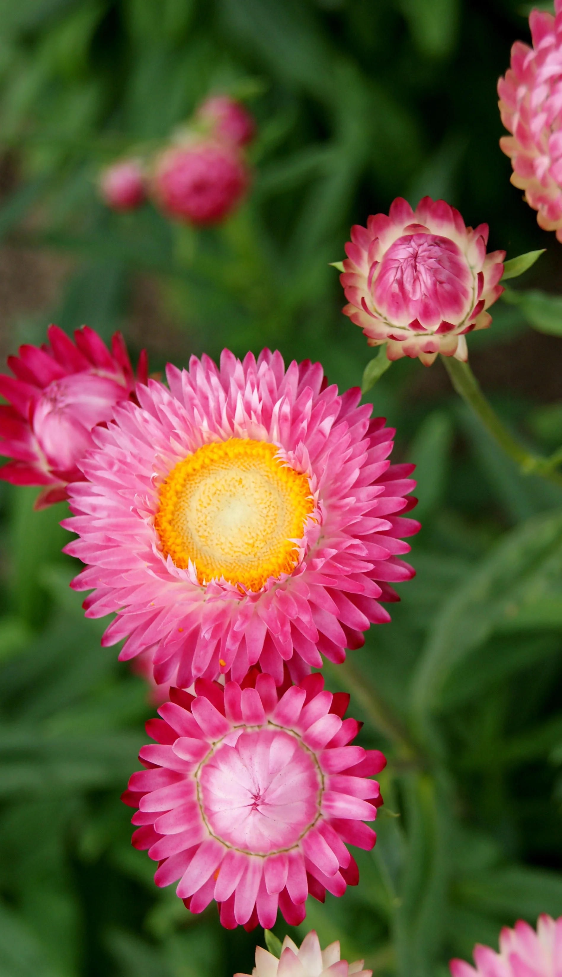 01-Helichrysum-SilveryRose-2022Nov-CF-WB.jpg