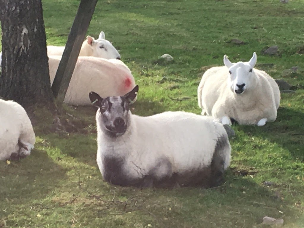 Scottish Sheep