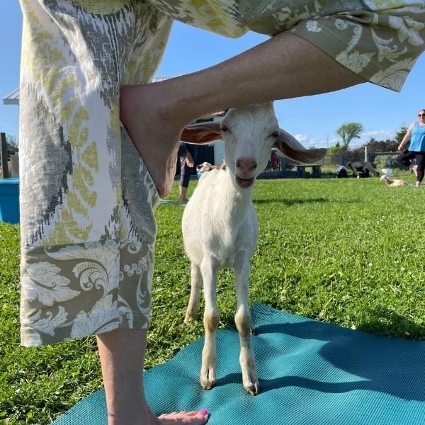 goat 4.jpeg