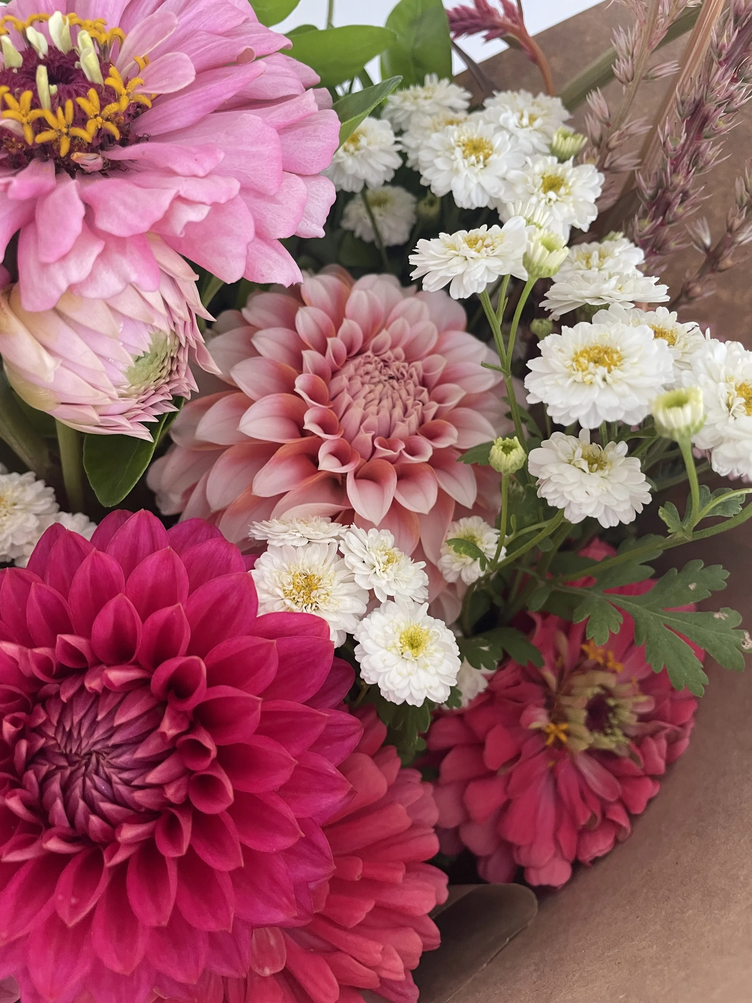 What are the easiest flowers to grow from seed in New Zealand?