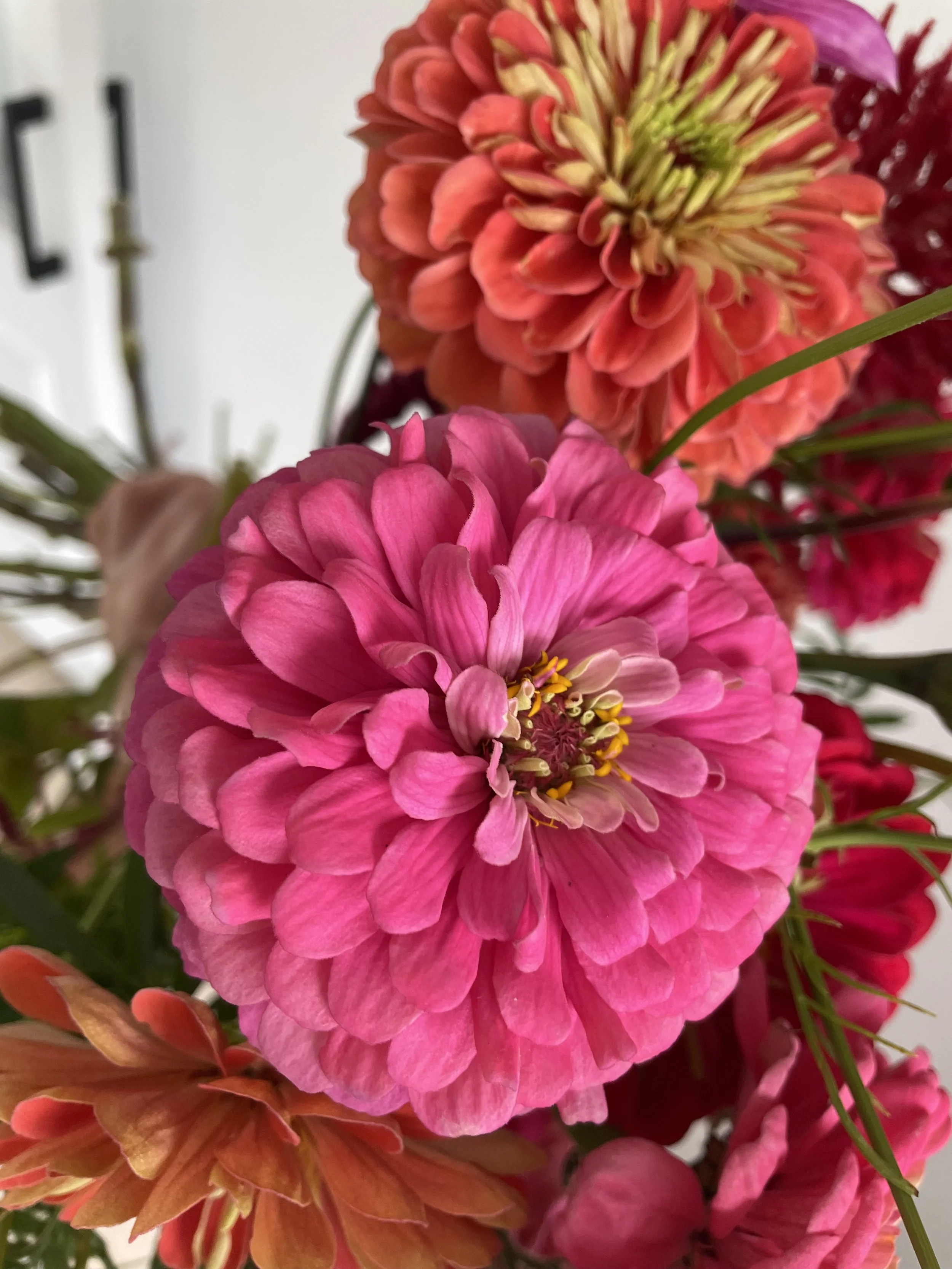 Zinnia Seeds Benary's Giant Bright Pink