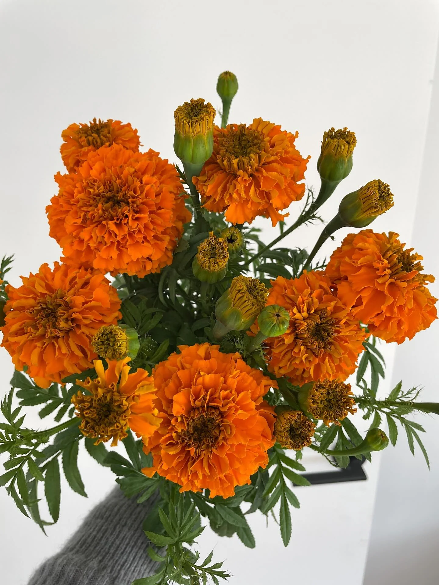 I&rsquo;m telling you now &mdash; plant these and you&rsquo;ll thank yourself later! Giant orange marigolds with the longest stems. Find the seeds on my website. Link in bio

Giant Marigolds are good for cut flowers and
- Pest control: Their scent he