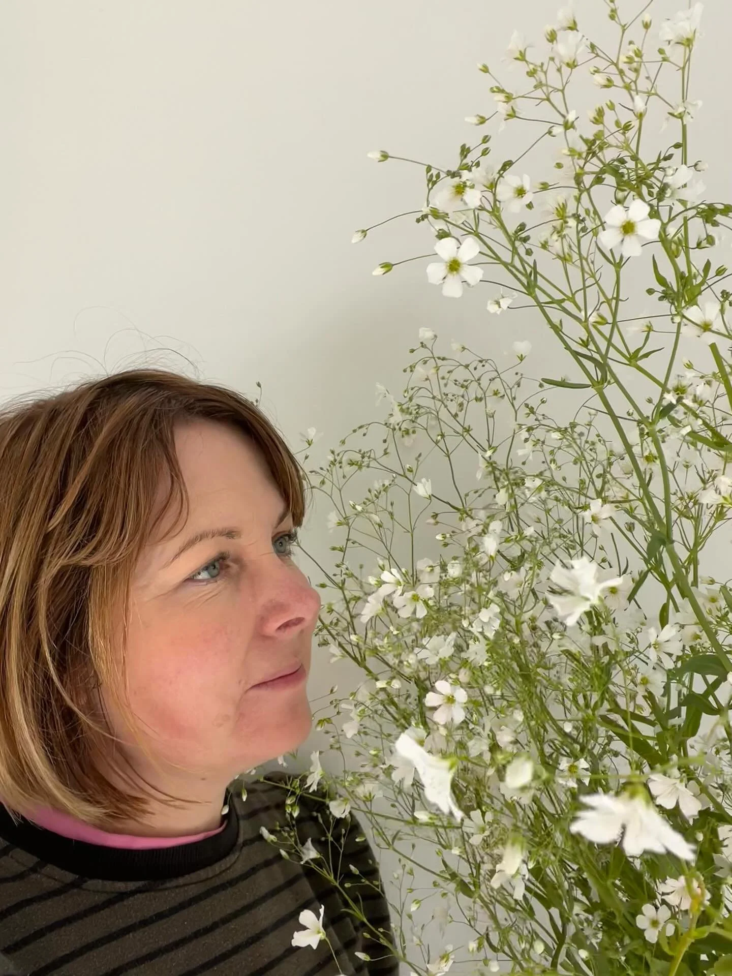 Gypsophila &mdash; loved by florists, rabbits, pūkeko and slugs alike. Truly a crowd favourite. 🐌🌿

One lucky florist is getting this bunch to create with tomorrow. 

What do you think, is it worth the battle?