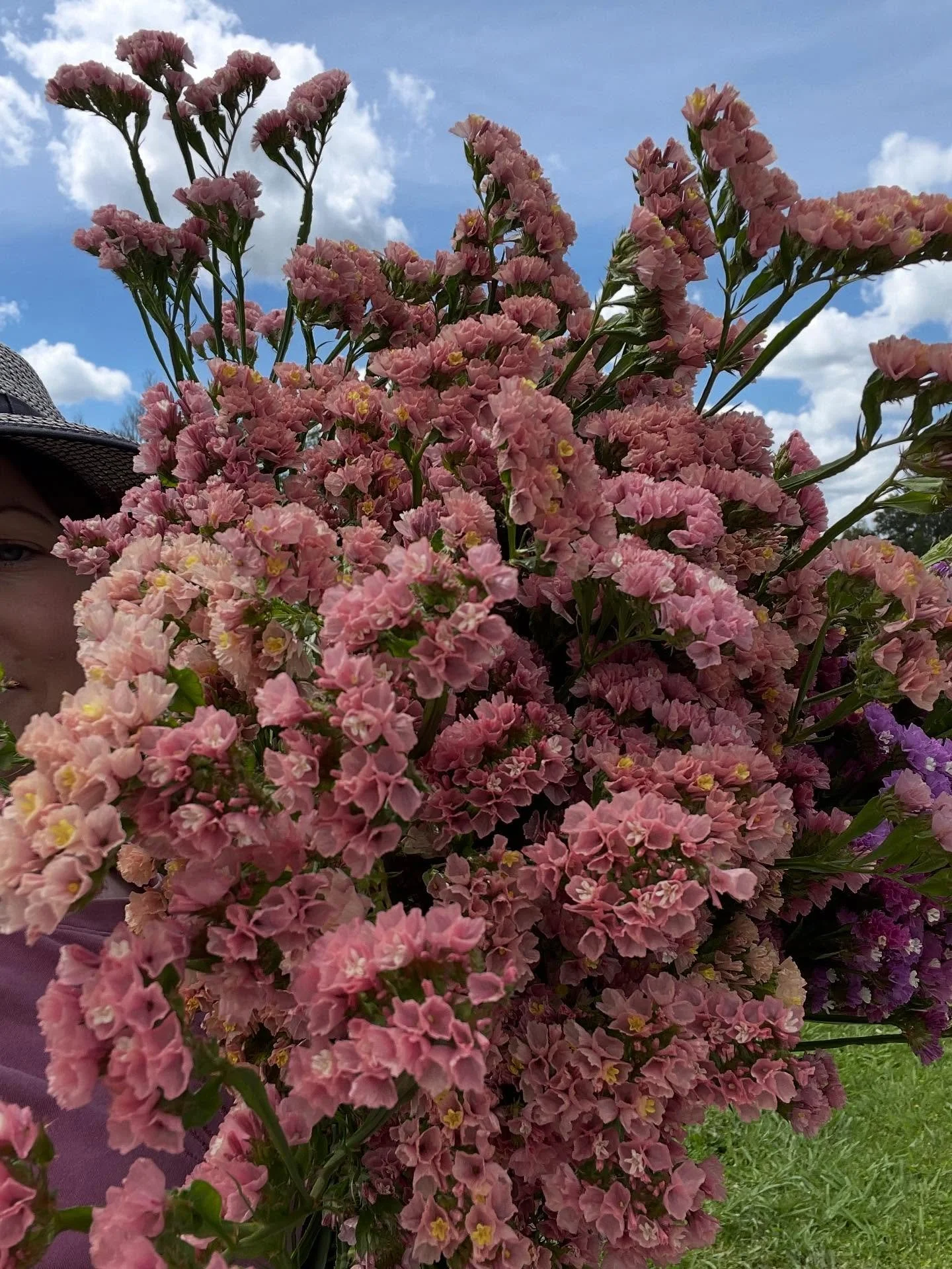 The statice went crazy in the sun over the weekend. 

#statice #cutflowers #flowerfarm